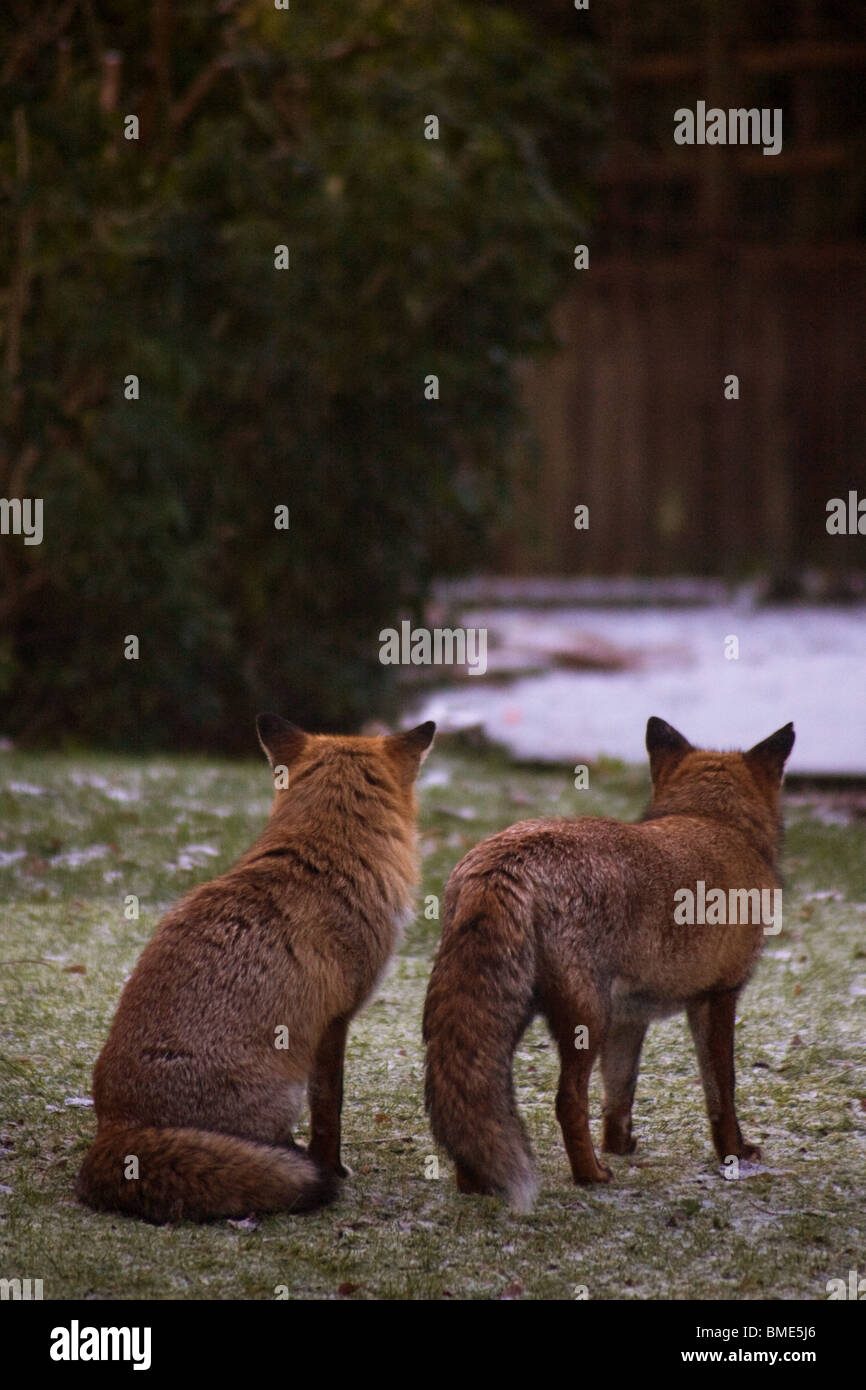 MATING FOXES KENT GARDEN UNITED KINGDOM  WILDLIFE WILD ANIMALS FOX  SEASON ANIMAL VIXEN SEXUALLY ACTIVE  URBAN COUNTRY Stock Photo