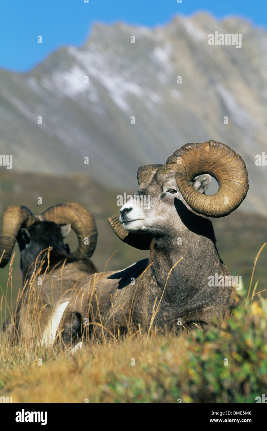 Ovis canadesis rams resting hi-res stock photography and images - Alamy