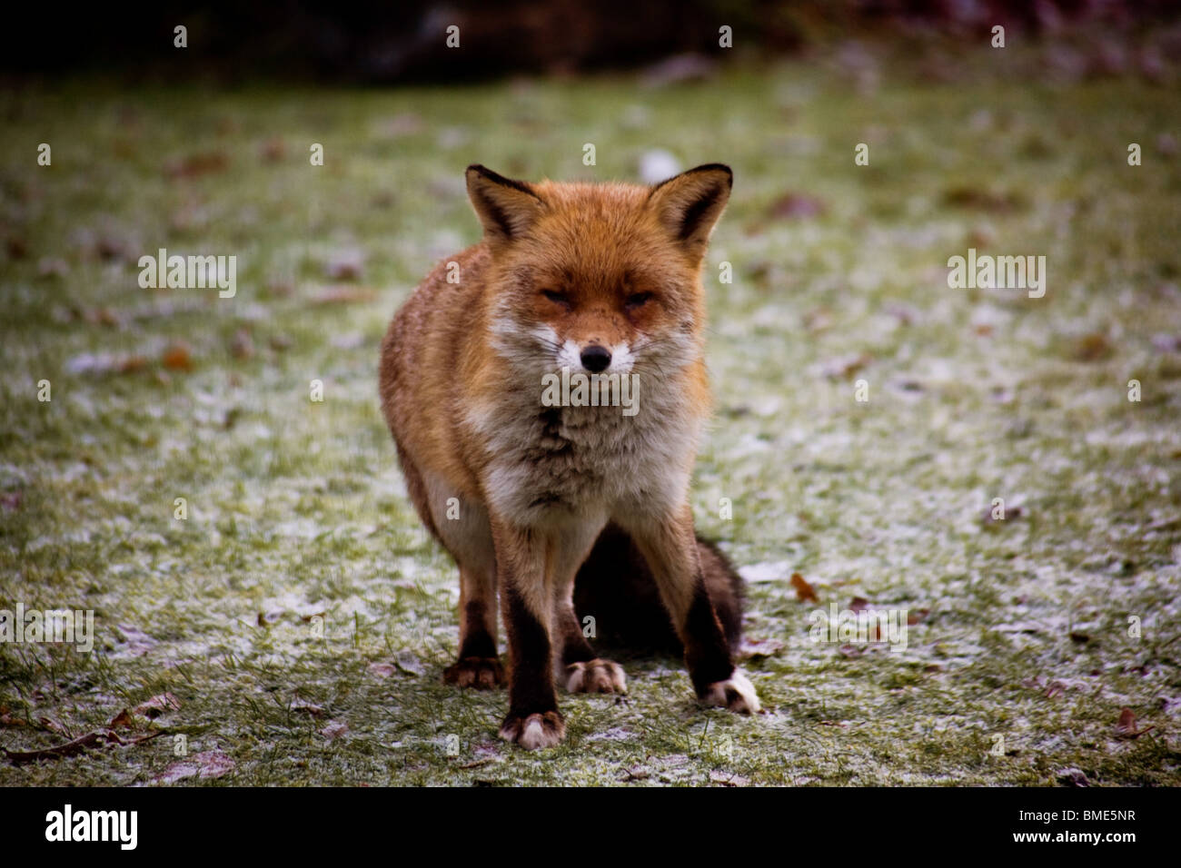 Fox mating kent garden hires stock photography and images Alamy