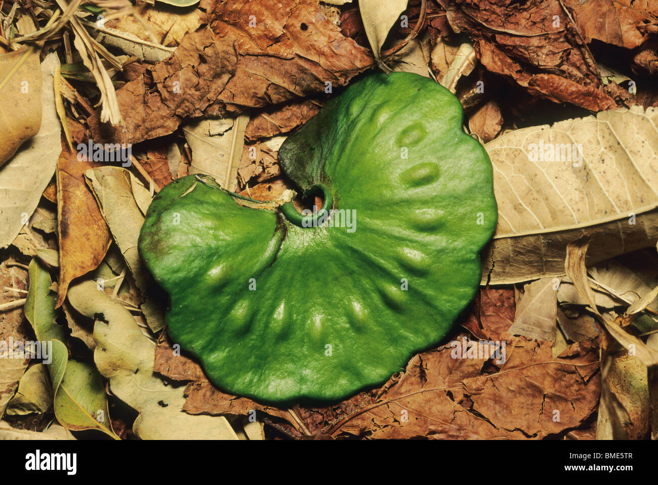 Guanacaste Tree Seed, Palo Verde National Park, Costa Rica Stock Photo