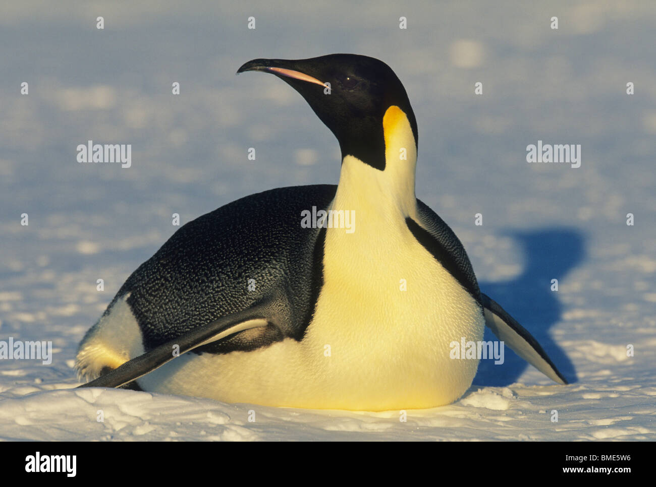 Penguin tobogganing hires stock photography and images Alamy