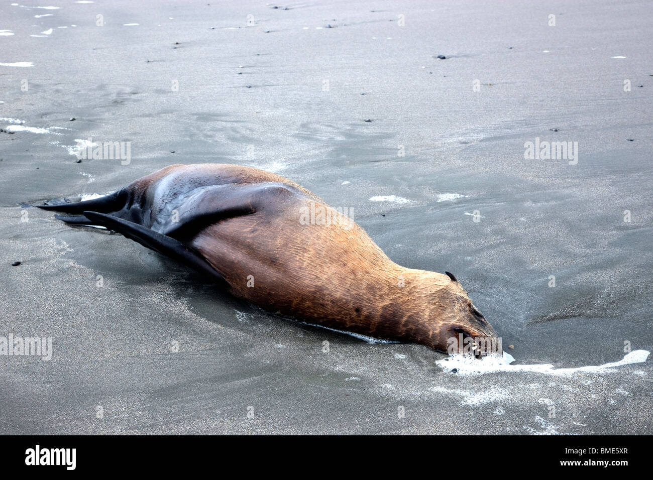Immature Sea Lion 'yearling' deceased, beach. Stock Photo