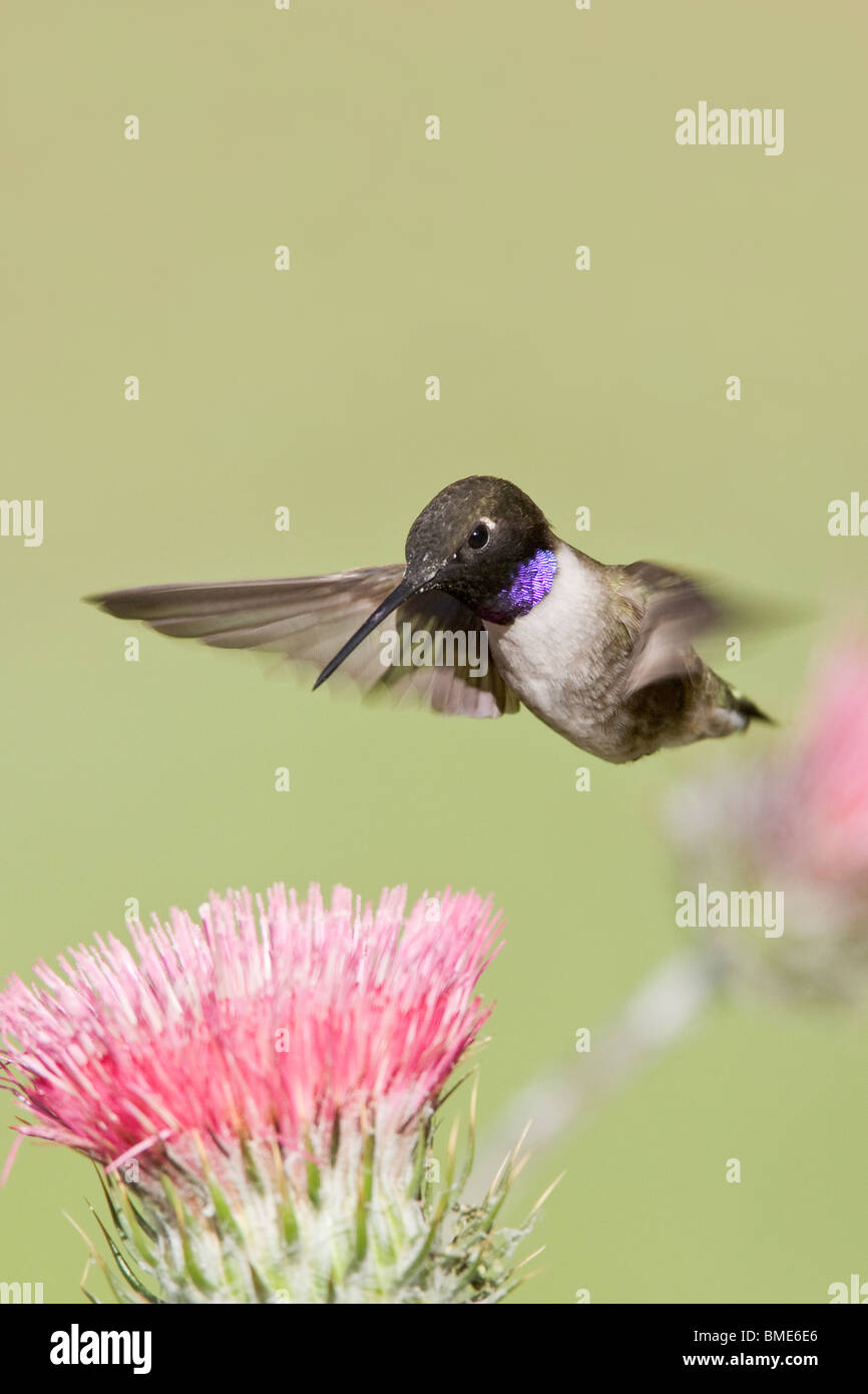 Black chinned Hummingbird and California Thistle Stock Photo