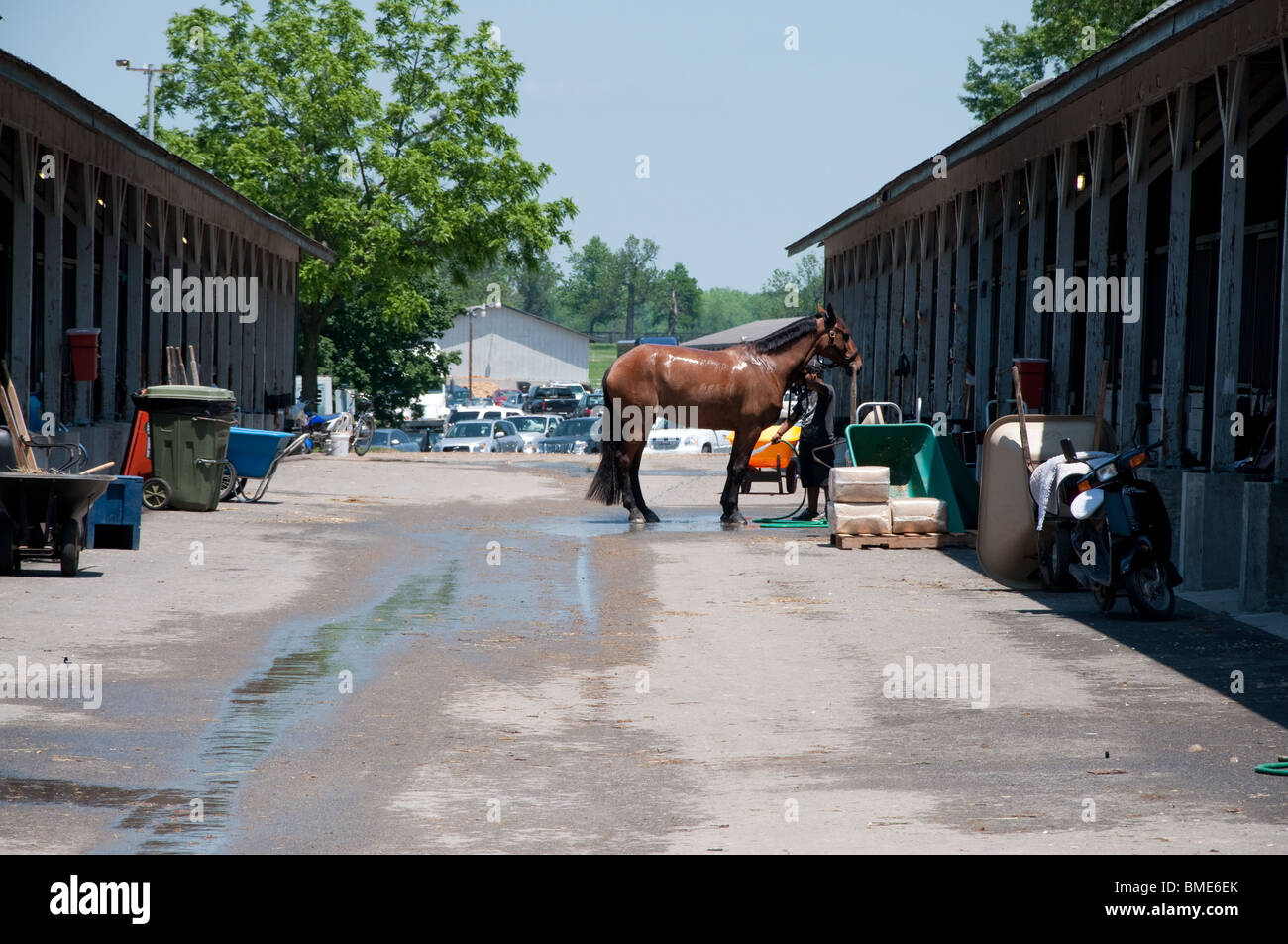 Trainer bathing horse at Kentucky Horse Park in Lexington, Kentucky. Stock Photo