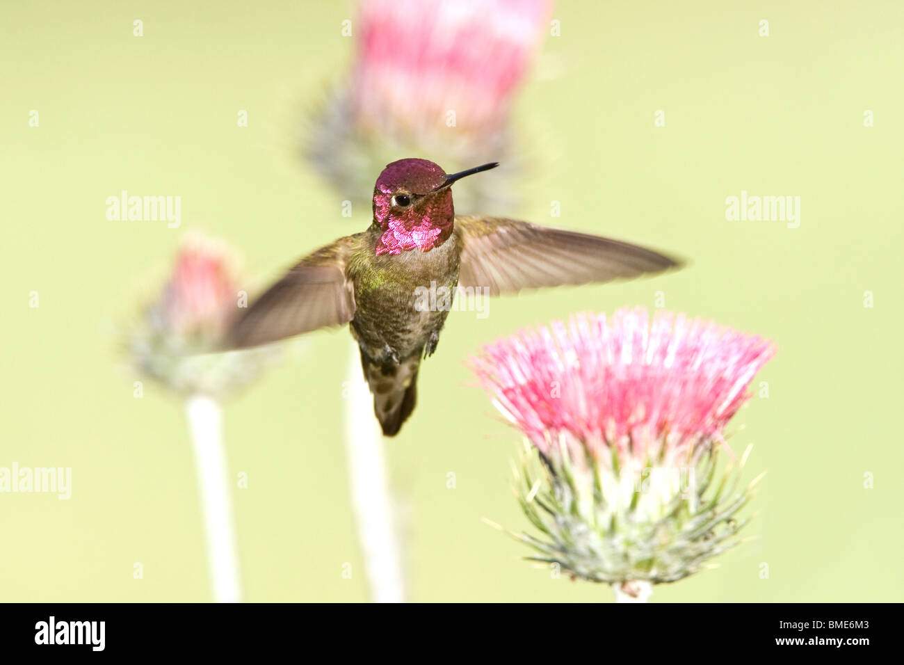 Anna's Hummingbird and California Thistle Stock Photo