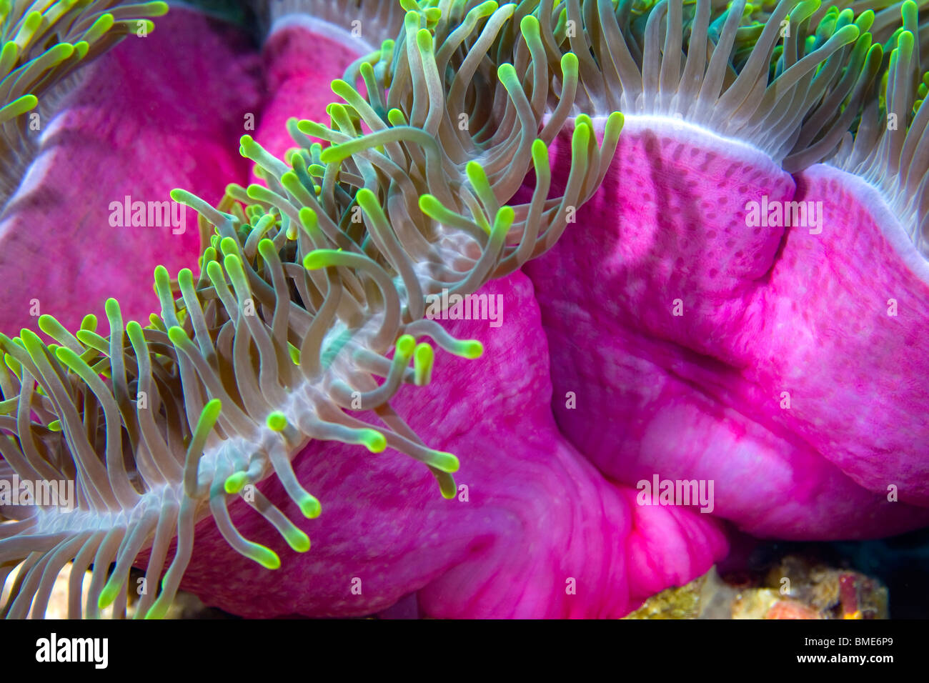 Colorful anemone with green yellow tips and purple underside Stock Photo