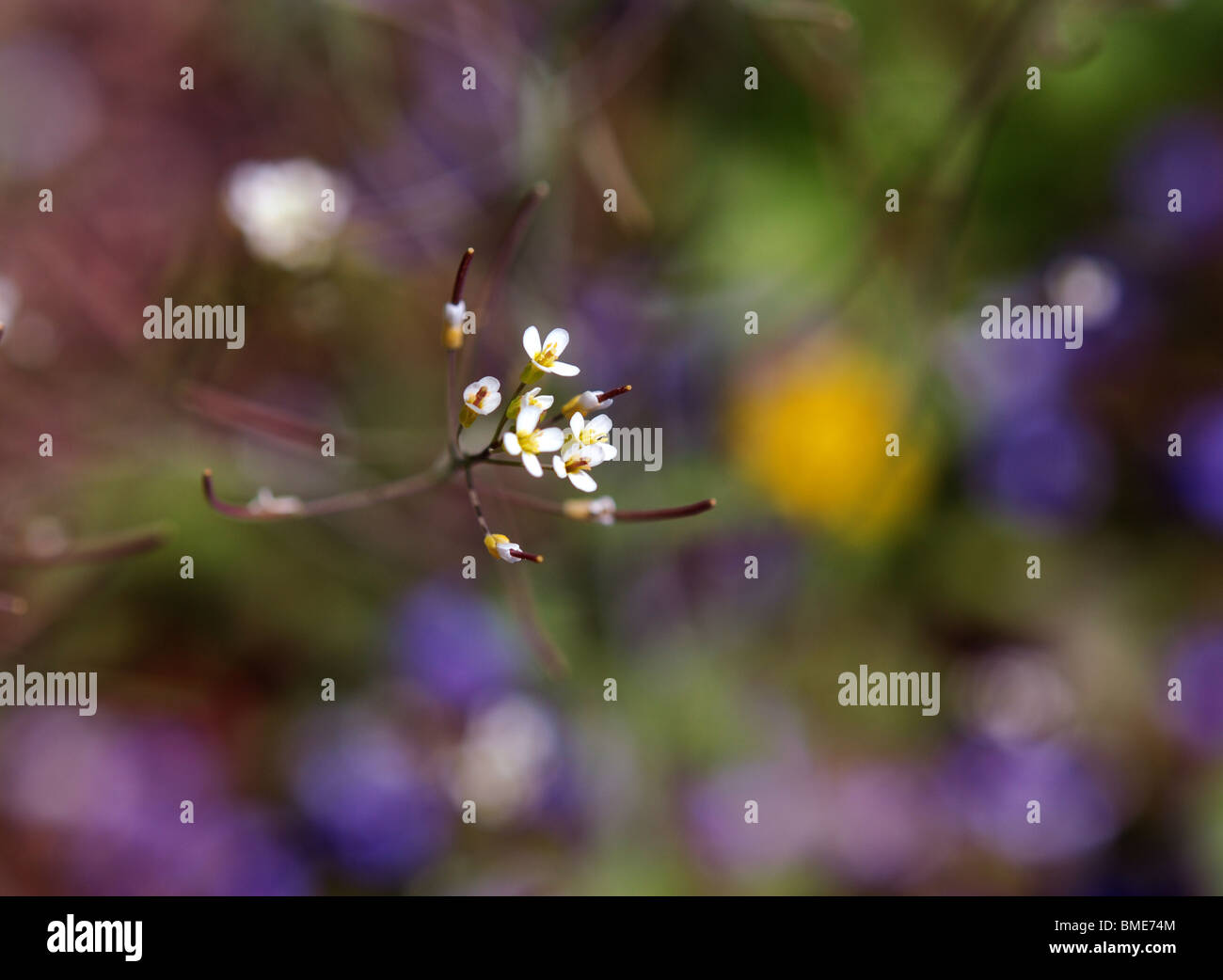 Grows in spring hi-res stock photography and images - Alamy