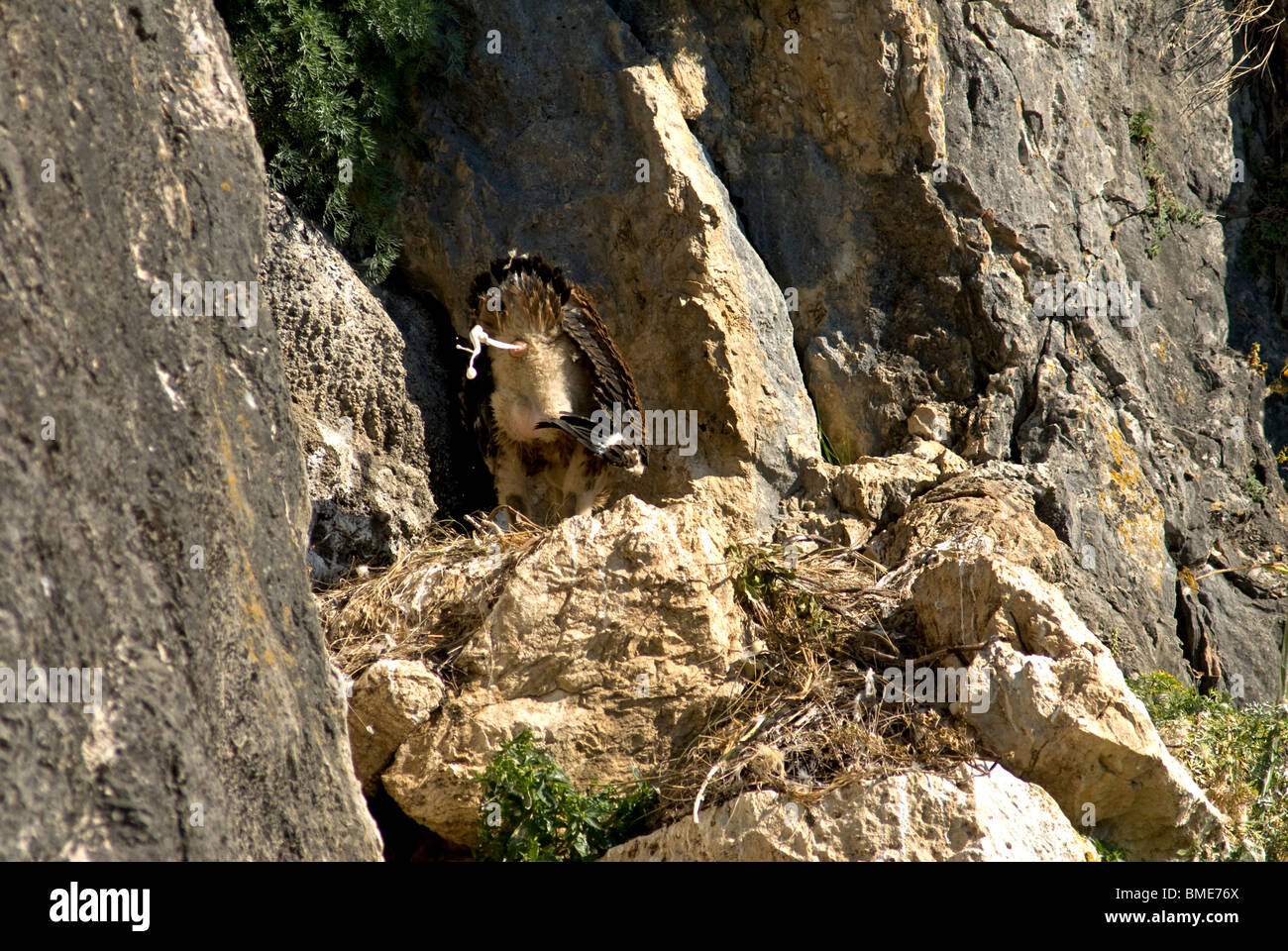 Griffon Vulture chick standing in nest defecating over the edge Stock Photo