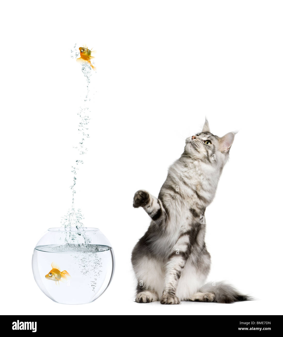 Cat watching goldfish leaping out of fish bowl against white background Stock Photo