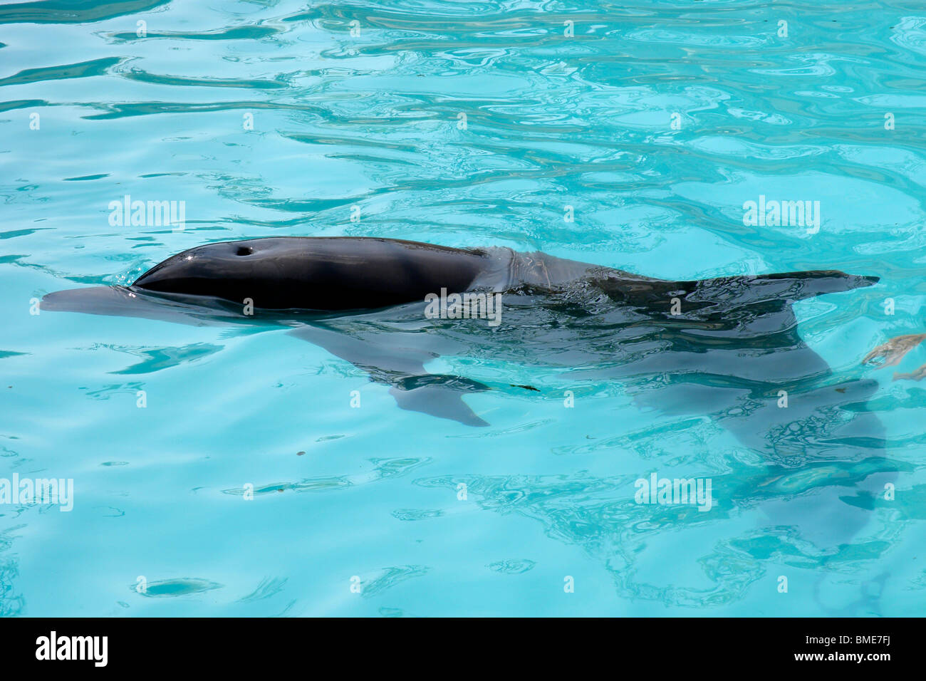 Dolphin, Singapore, Asia Stock Photo Alamy