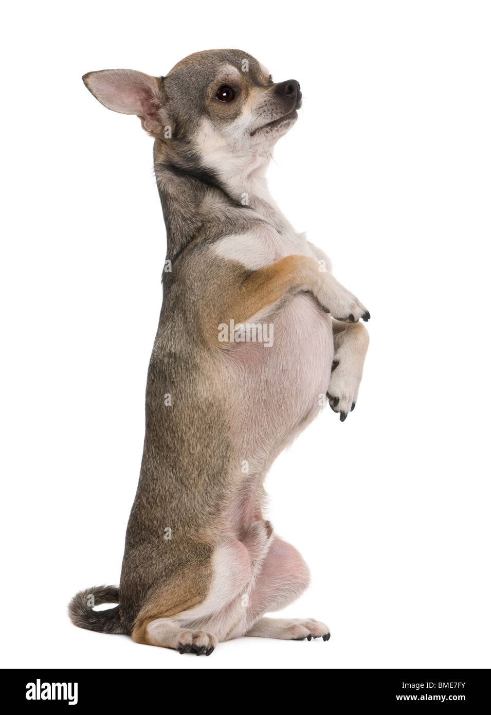 Chihuahua, 3 years old, on hind legs, in front of white background Stock Photo