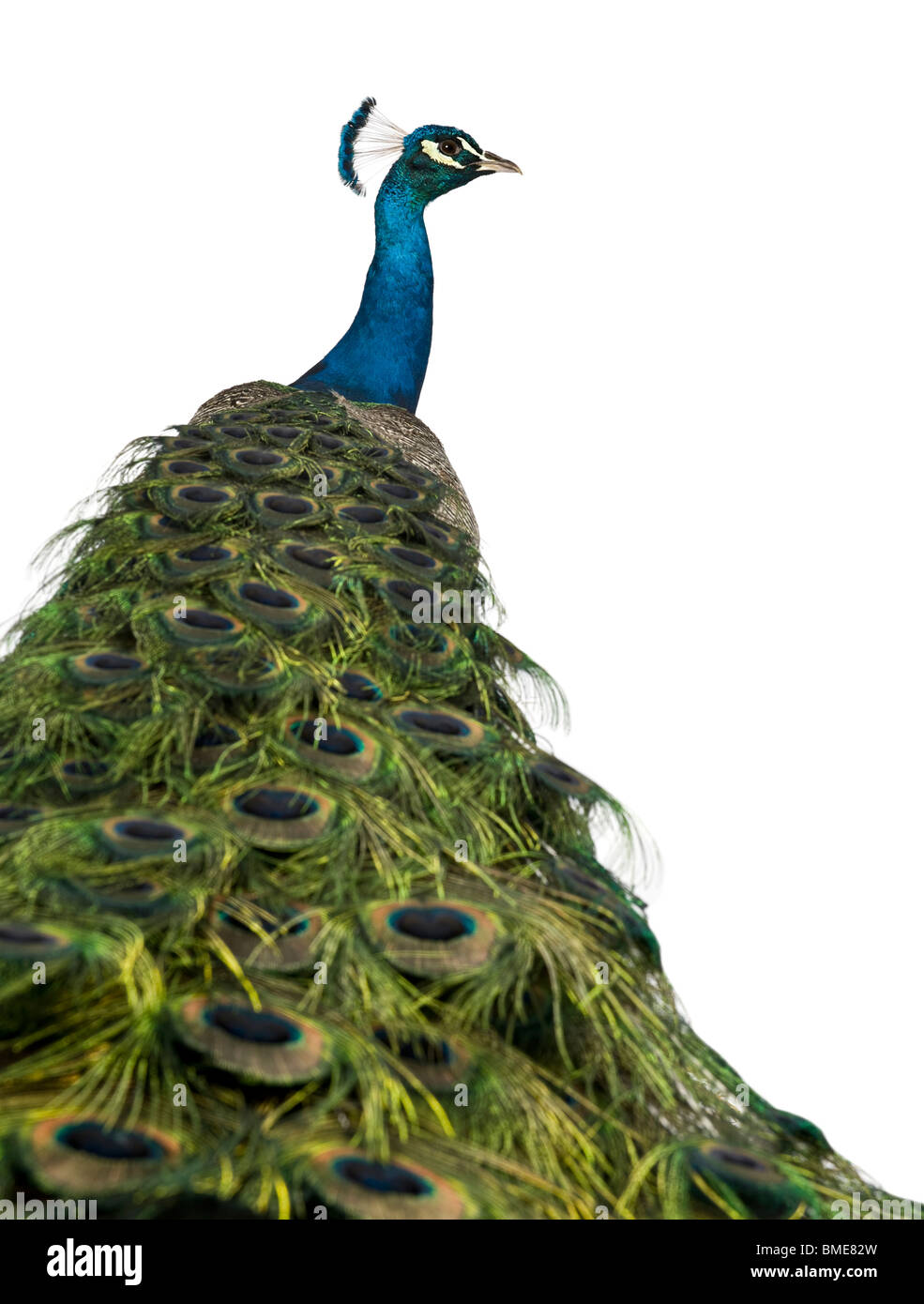 Rear view of a male Indian Peafowl in front of white background Stock Photo