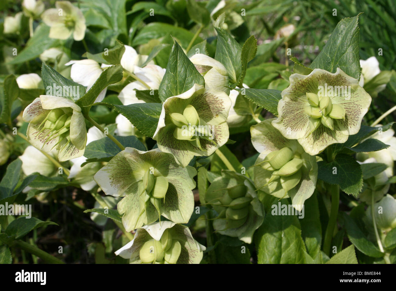 Helleborus X Hybridus
