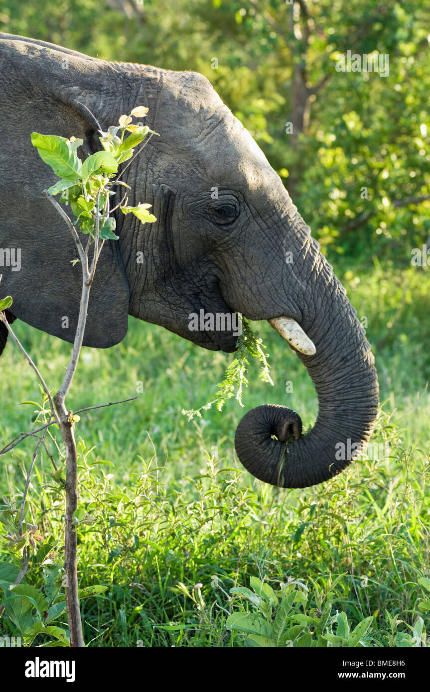 Elephant eating grass hires stock photography and images Alamy