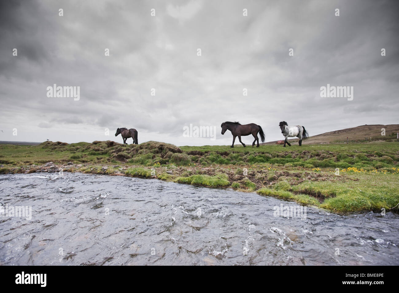 Horse walking on field Stock Photo - Alamy