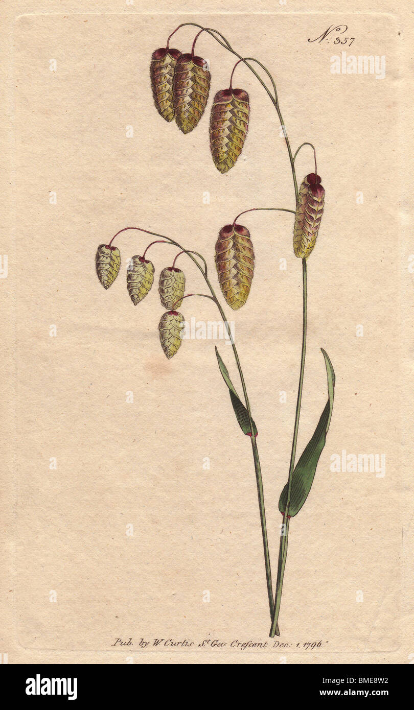 Great quaking grass with golden seeds. A native of Spain and Italy.  Briza maxima Stock Photo