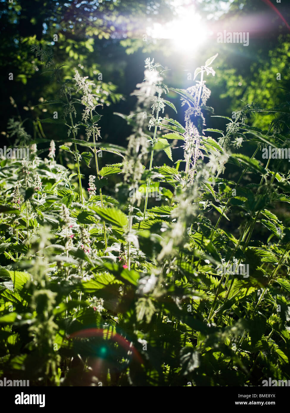 Sunlight on plants hi-res stock photography and images - Alamy