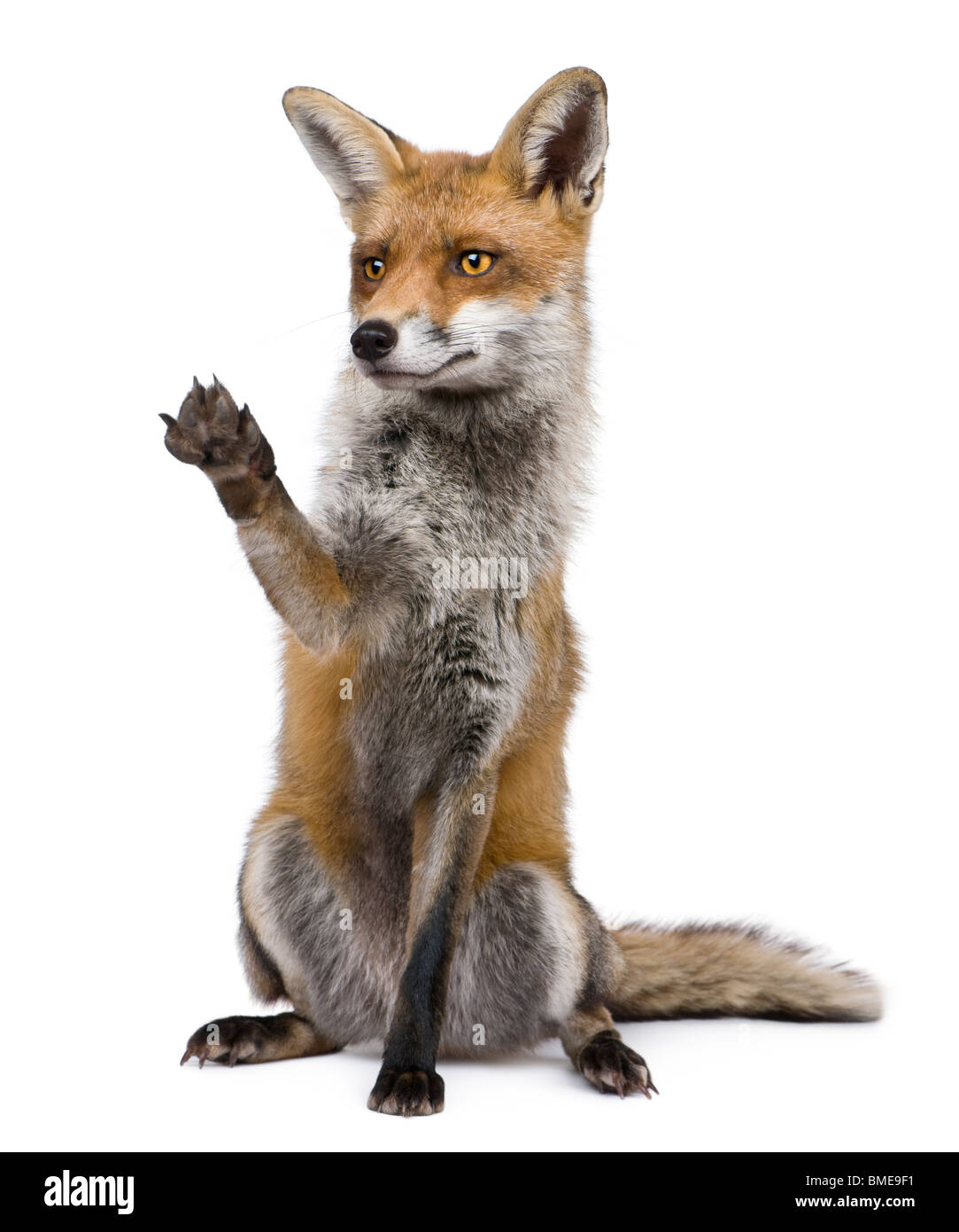 Red Fox, 1 year old, sitting with paw raised in front of white background Stock Photo