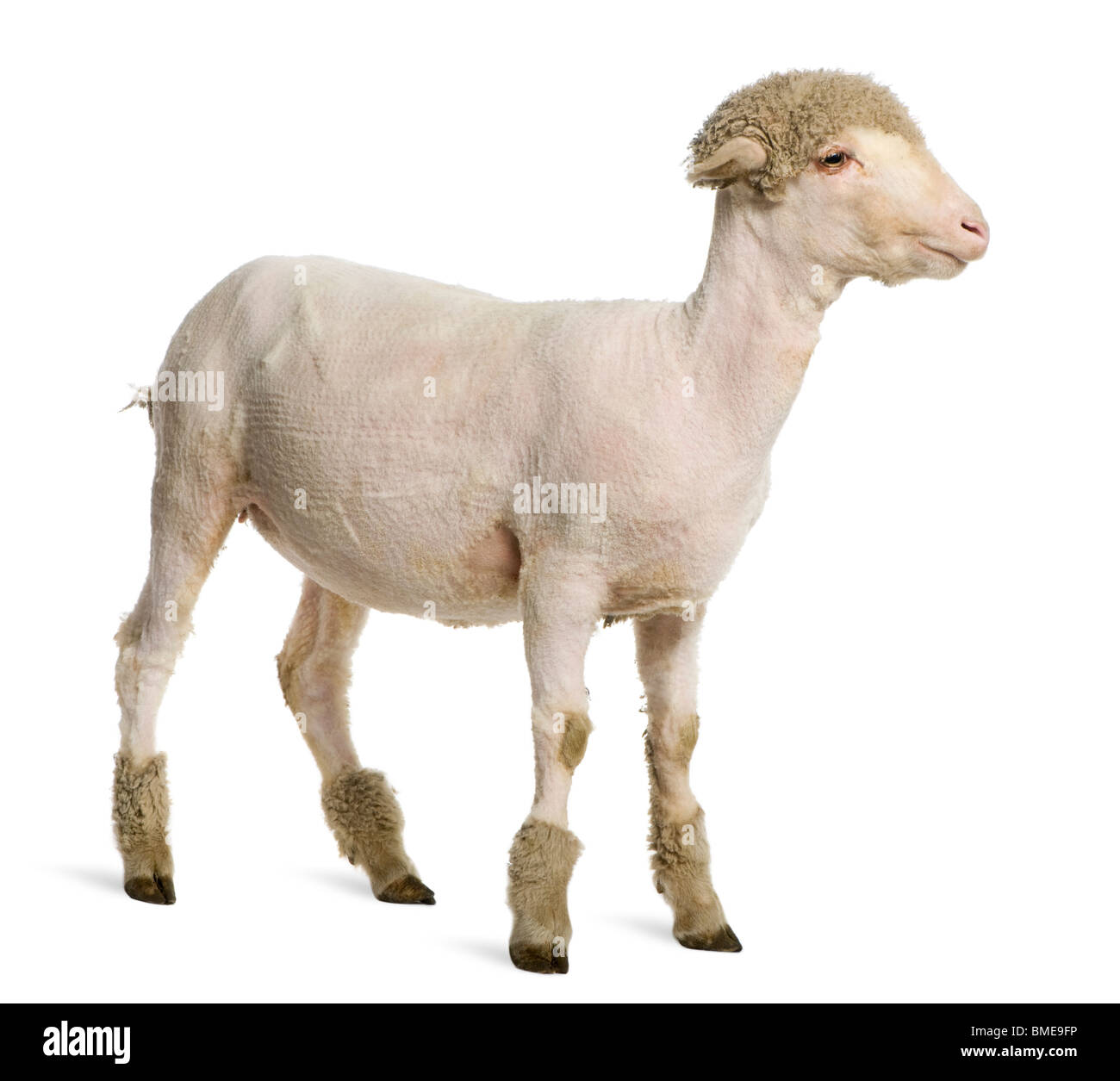Partially shaved Merino lamb, 4 months old, in front of white background Stock Photo