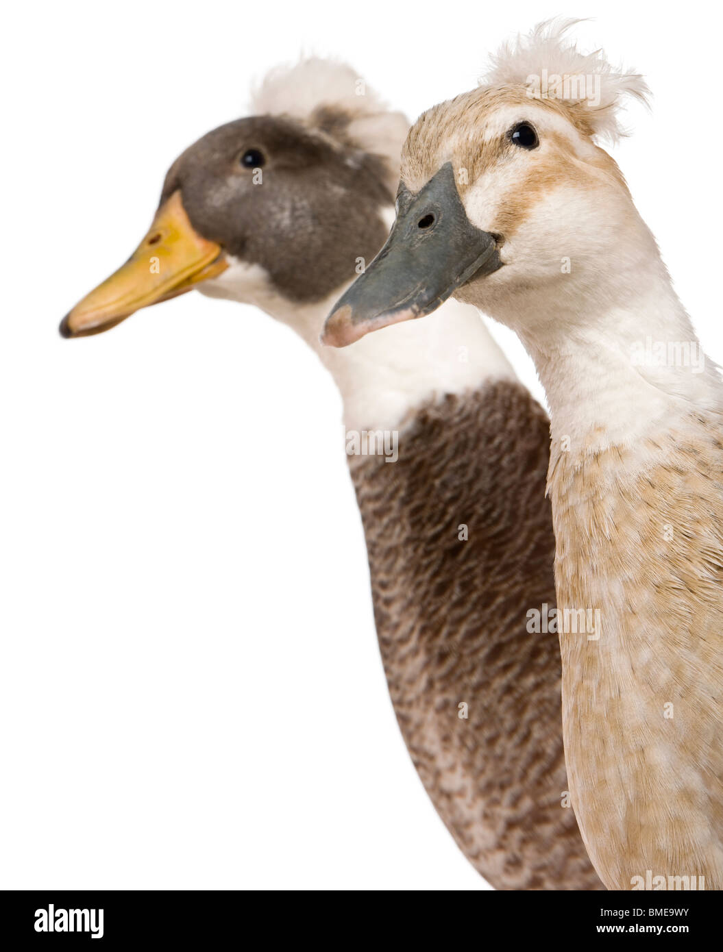 Close-up headshot of Male and Female Crested Ducks, 3 years old, standing in front of white background Stock Photo
