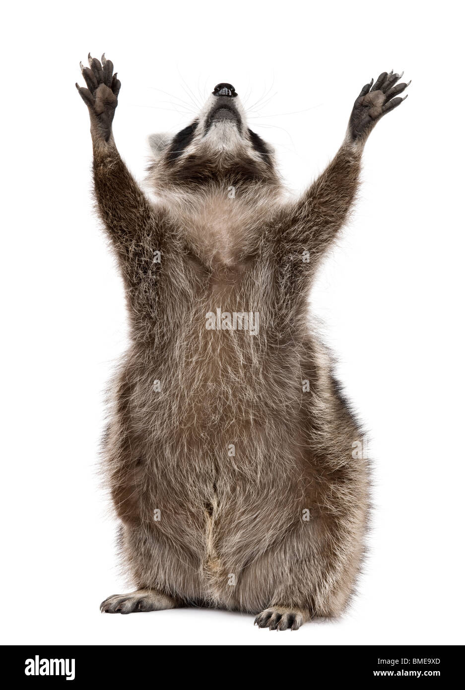 Raccoon, 2 years old, reaching up in front of white background Stock Photo