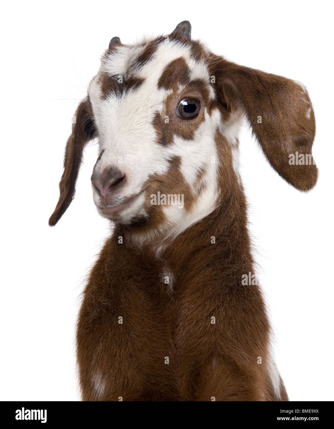 Close-up headshot Rove goat kid, 3 weeks old, in front of white background Stock Photo