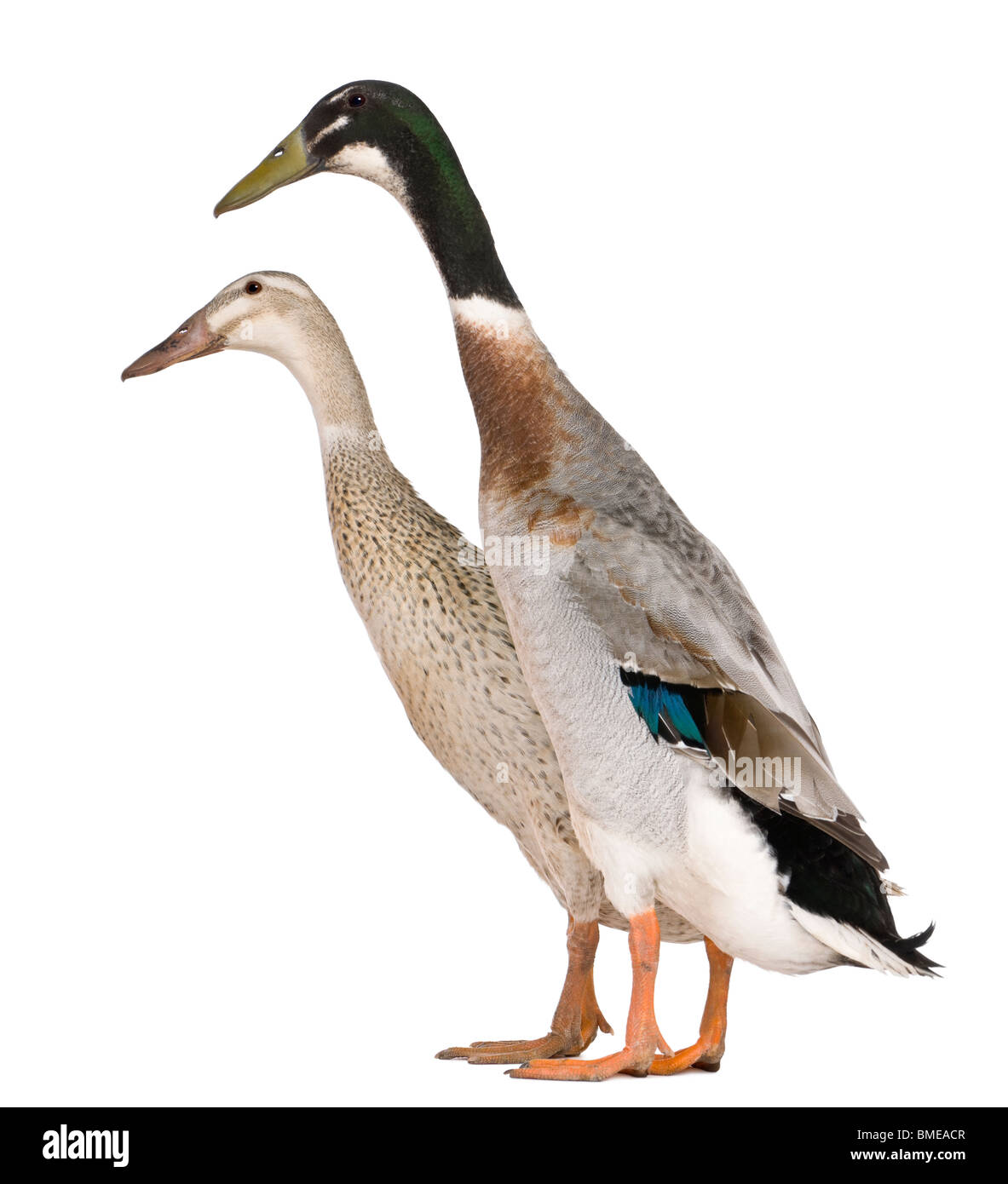 Male and female Indian Runner Ducks, 3 years old, standing in front of white background Stock Photo