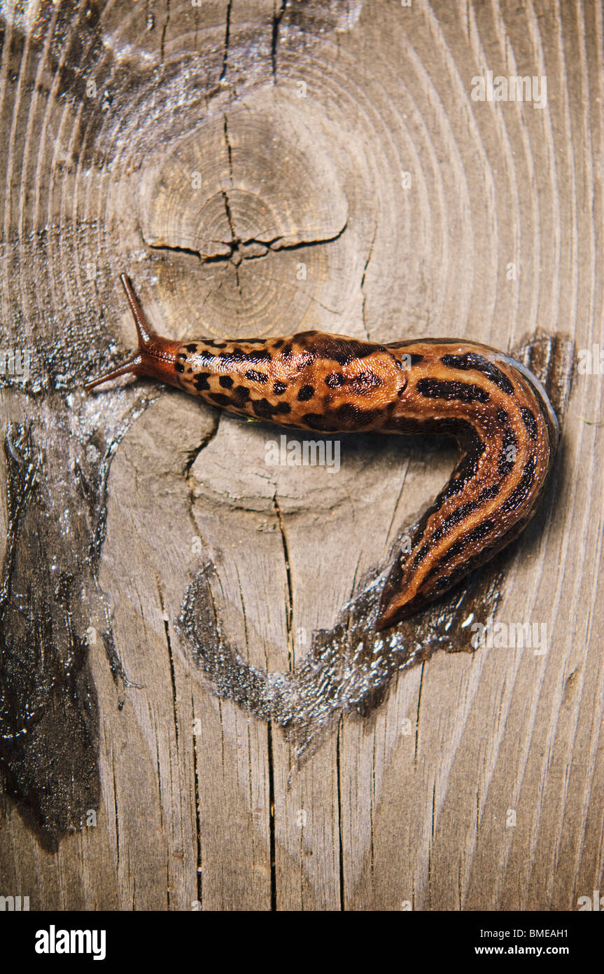 Snail on wood, Sweden. Stock Photo