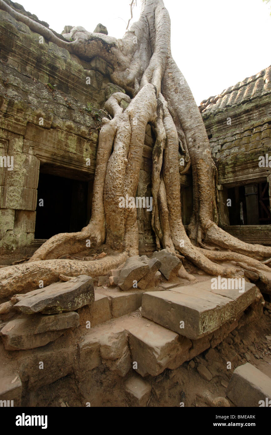 Kapok tree at Ta Prohm, Angkor Wat, Cambodia Stock Photo Alamy
