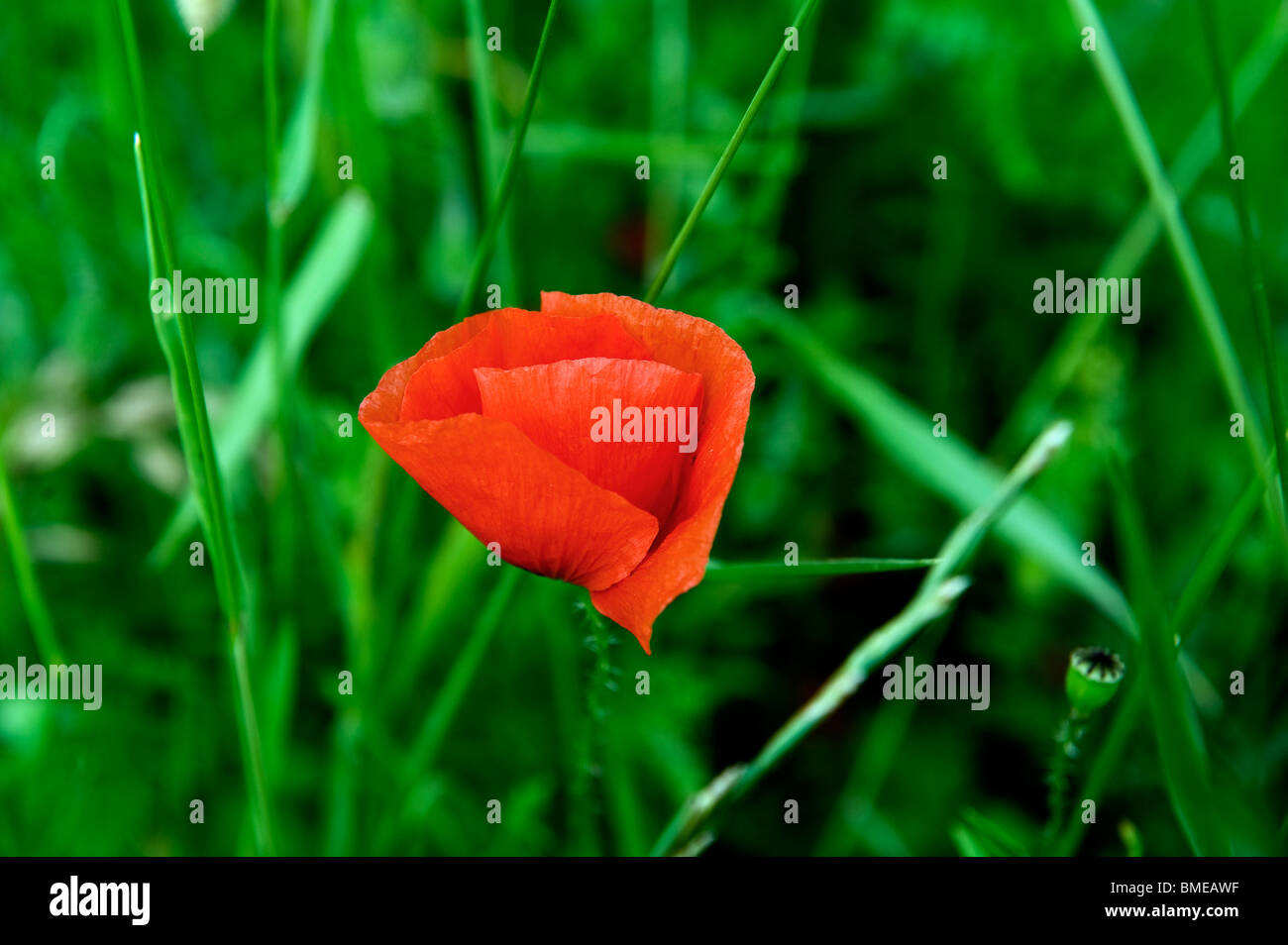 Red flower and grass Stock Photo