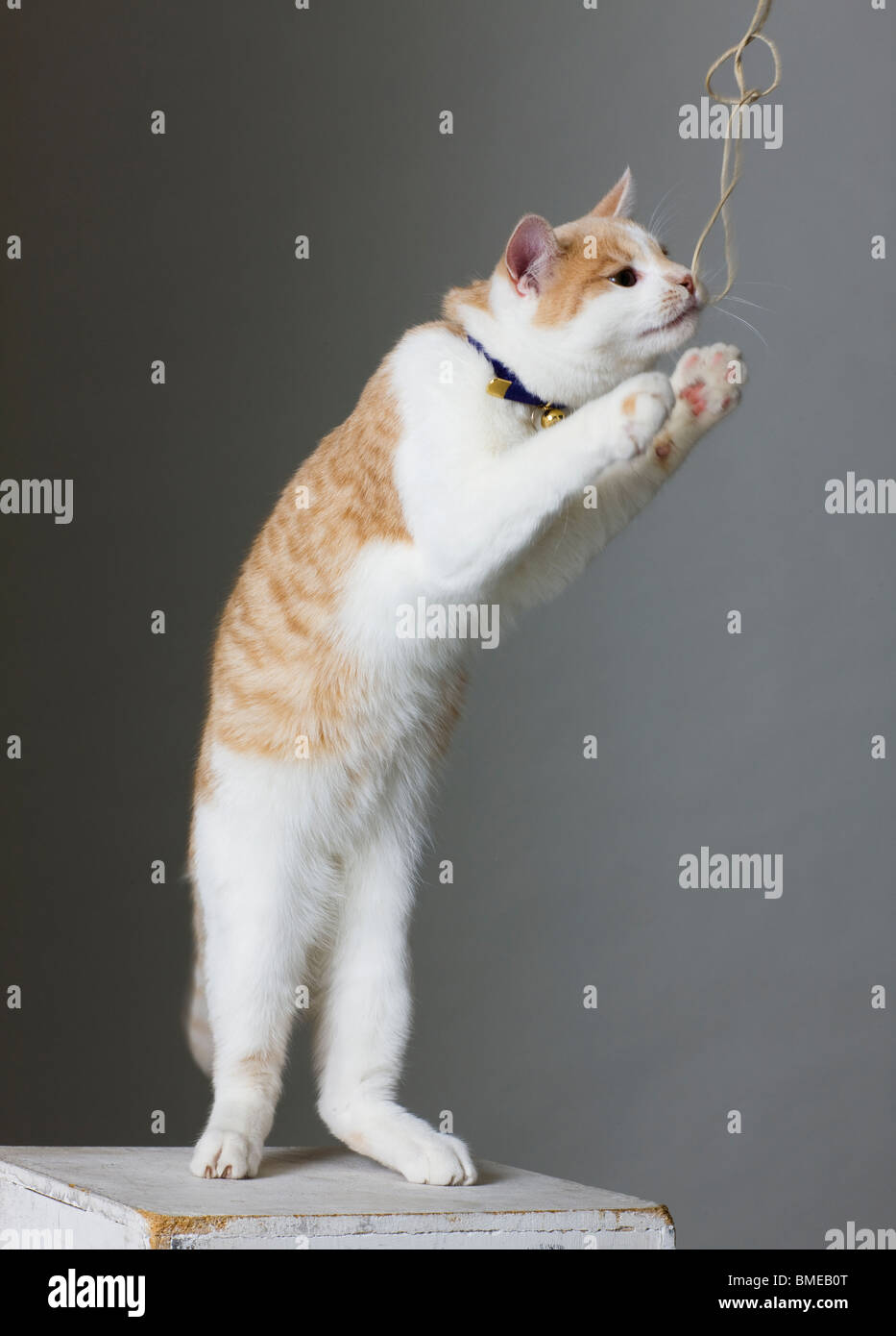 Cat reaching towards string Stock Photo