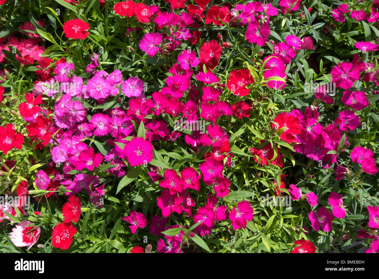 Dianthus chinensis x barbatus Stock Photo