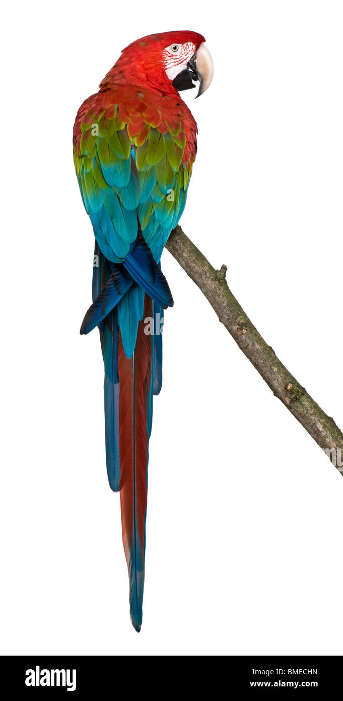 Red-and-green Macaw perching on branch in front of white background Stock Photo