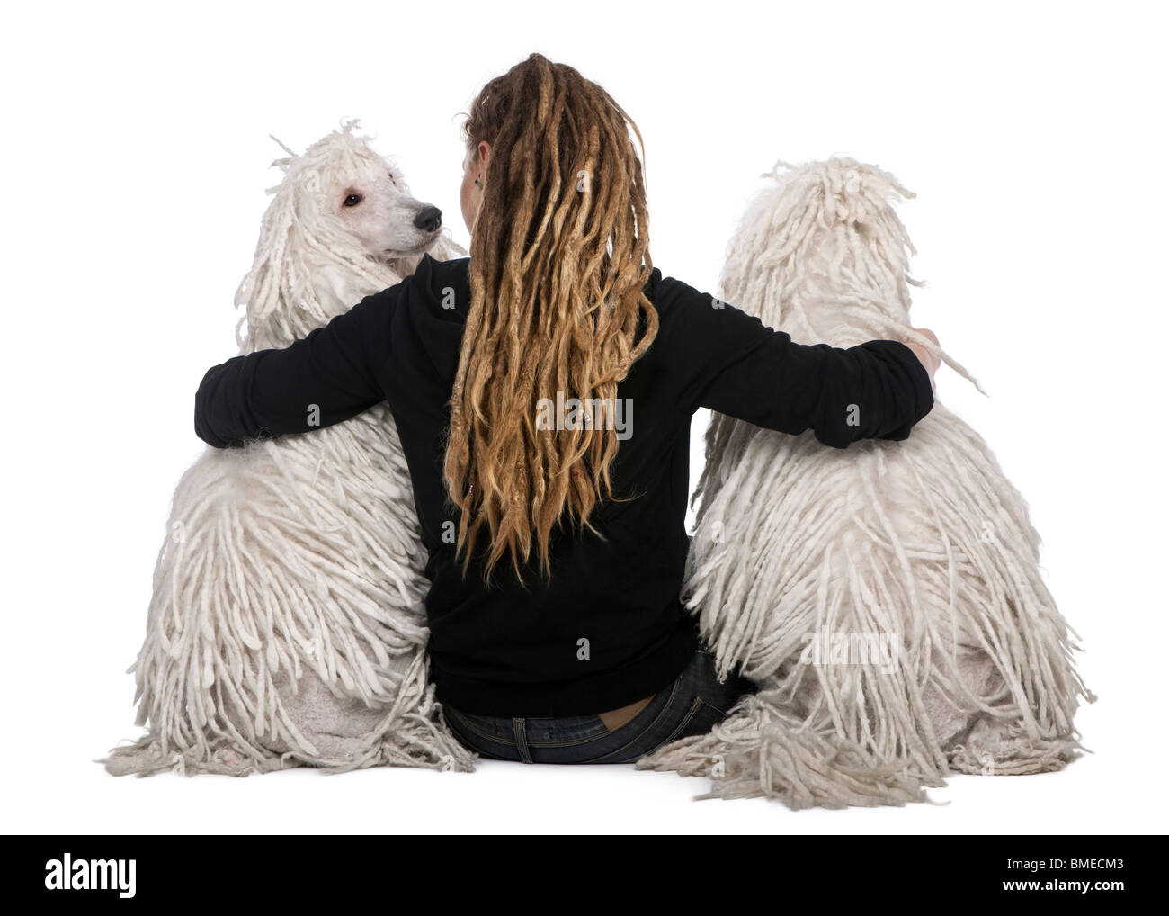 Rear view of two White Corded standard Poodles and a girl with dreadlocks sitting in front of white background Stock Photo