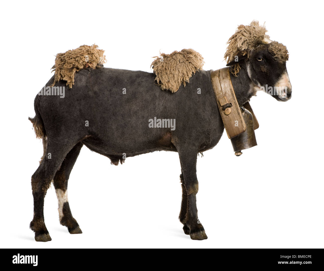 Crossbreed sheep wearing bell in front of white background Stock Photo