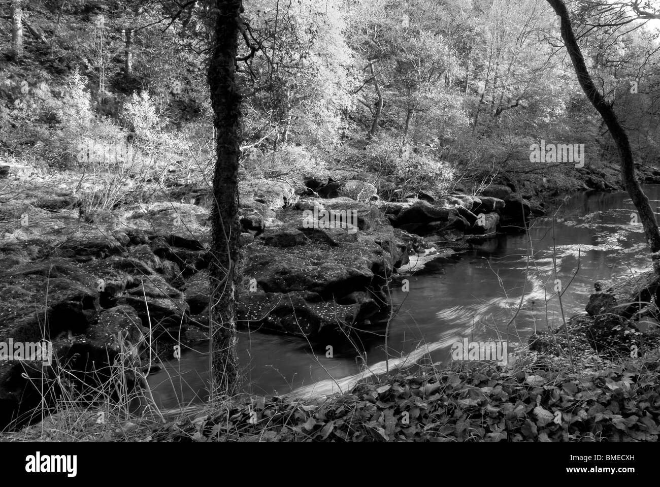Autumn (fall) in Strid Wood, Bolton Abbey, North Yorkshire, England, Stock Photo