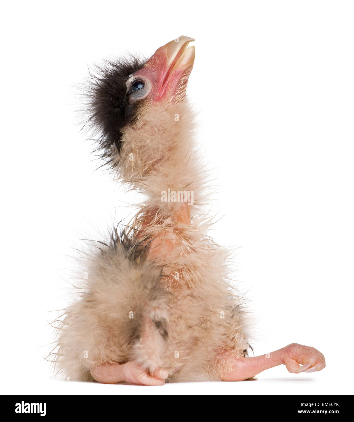 Southern Caracaras chick, 12 hours old, sitting in front of white background Stock Photo