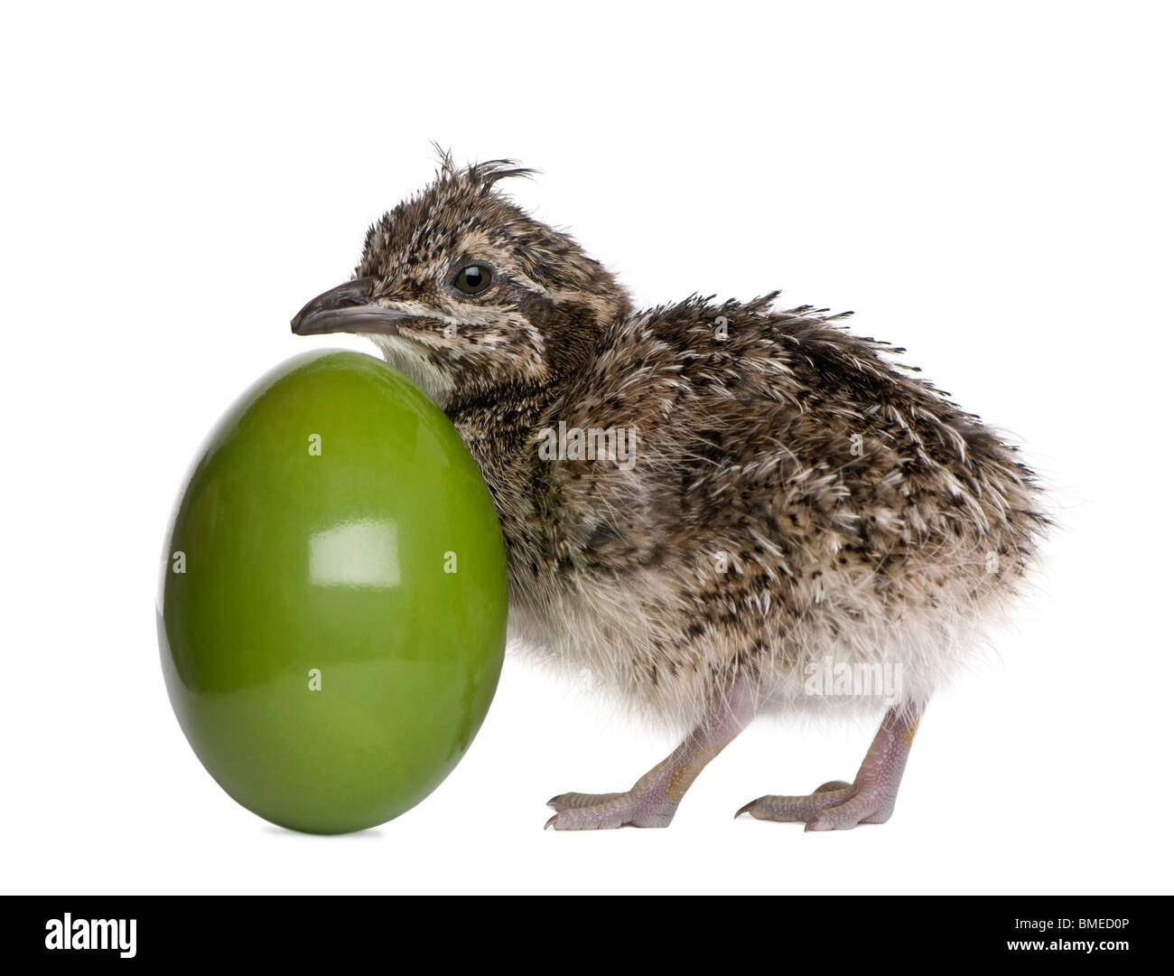 Elegant Crested Tinamou and egg, 10 hours old, in front of white background Stock Photo