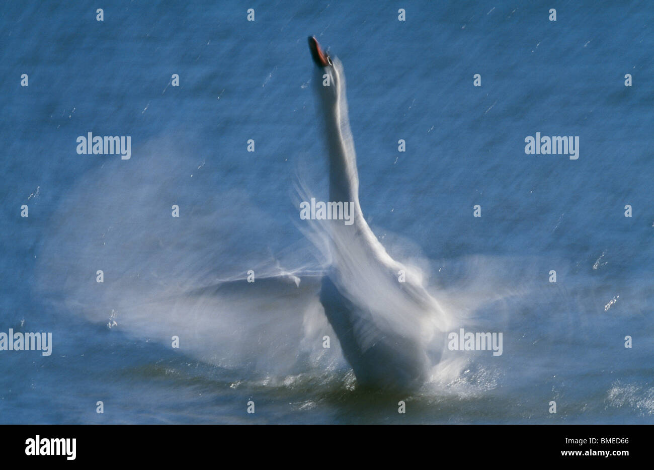 Swan in motion hi-res stock photography and images - Alamy