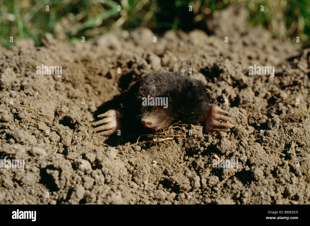 A mole peeping out of a hole in the ground Stock Photo
