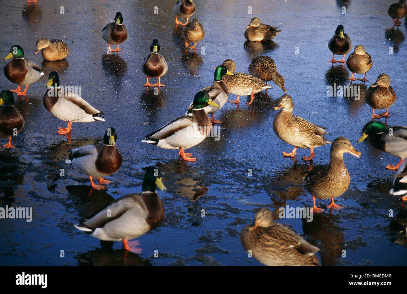 Group of ducks Stock Photo Alamy