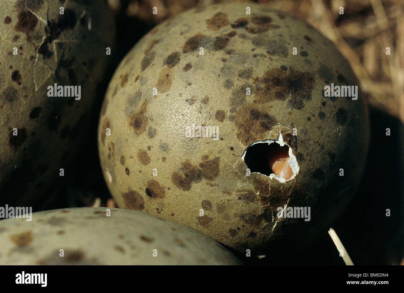 Herring gulls eggs hatching Stock Photo Alamy