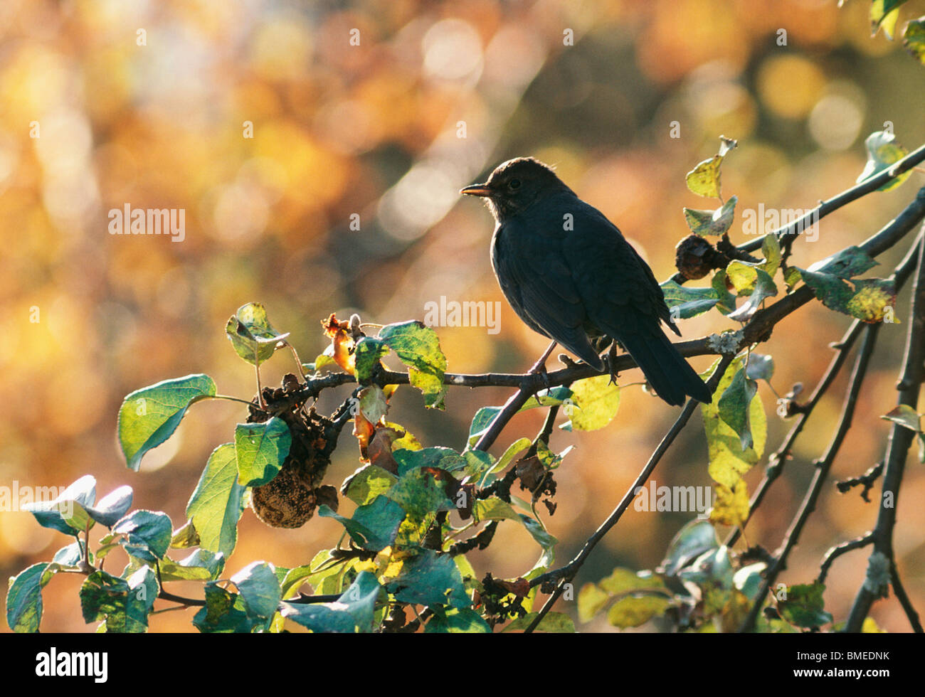Perchhing Perching on branch hi-res stock photography and images - Alamy