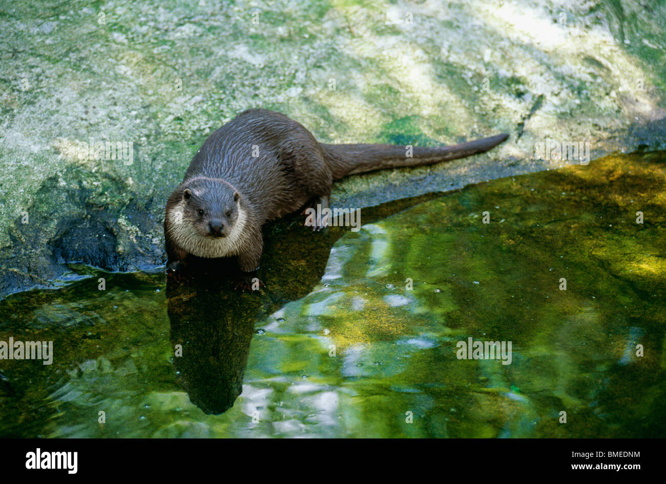 Otter standing by pond Stock Photo Alamy