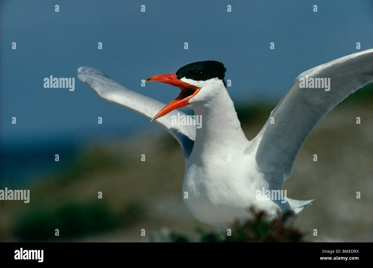 Caspian tern bird flapping Stock Photo