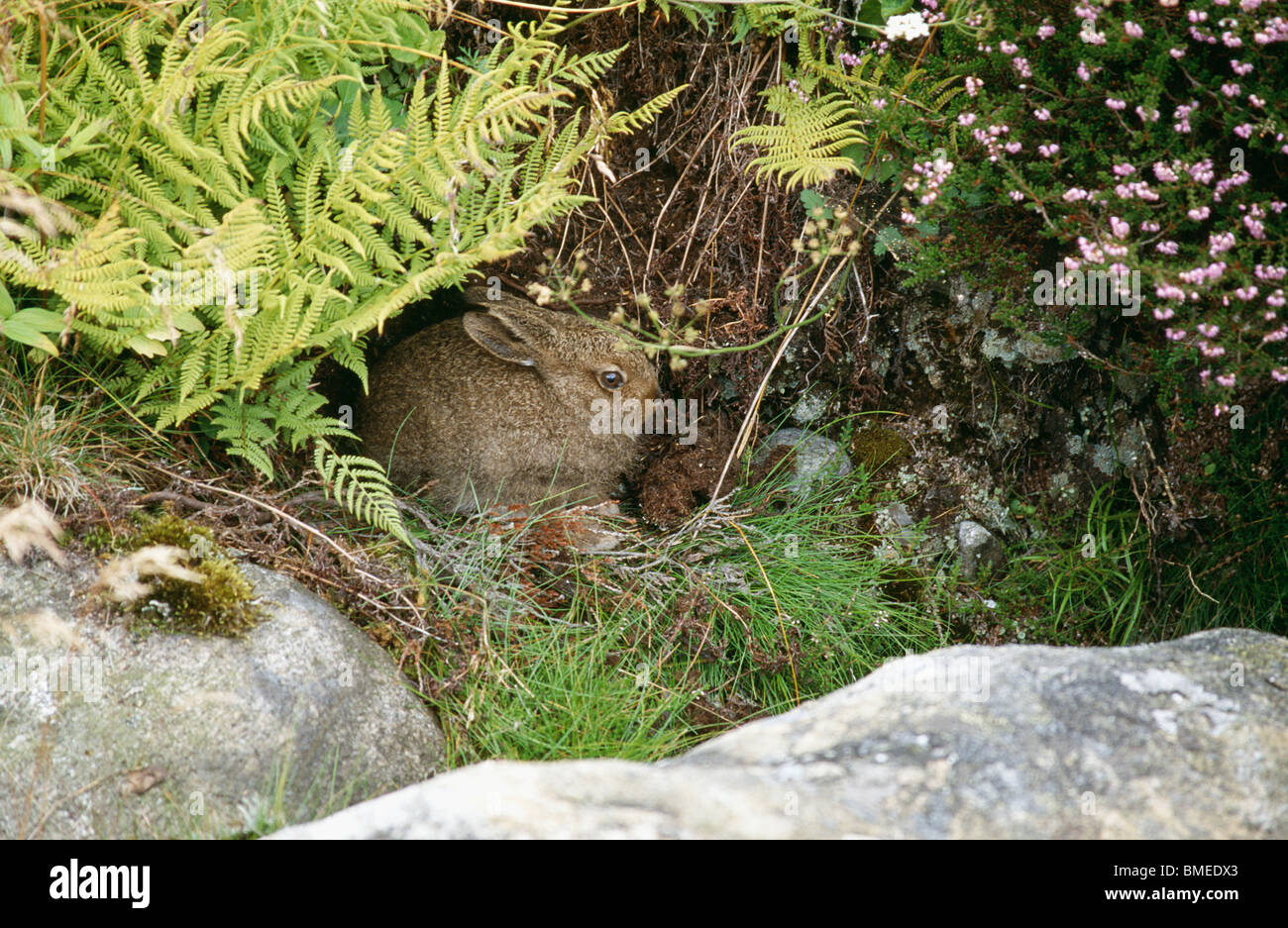 Rabbit hiding hires stock photography and images Alamy