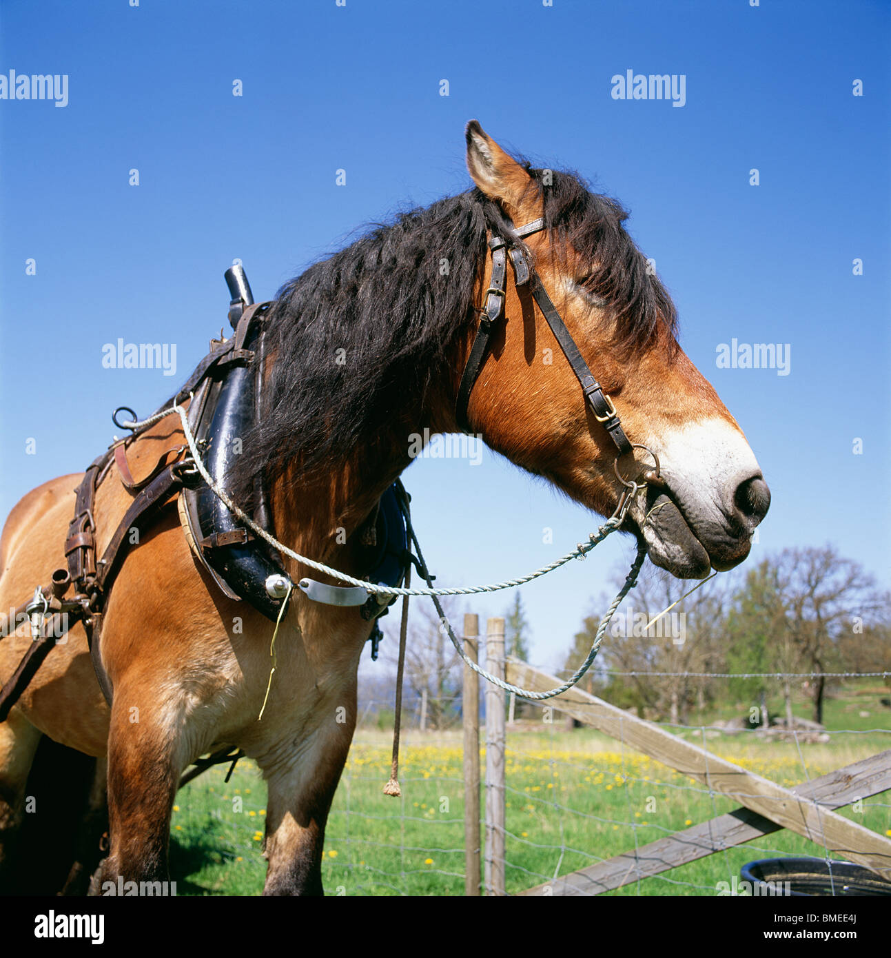 Horse standing in ranch, closeup Stock Photo Alamy