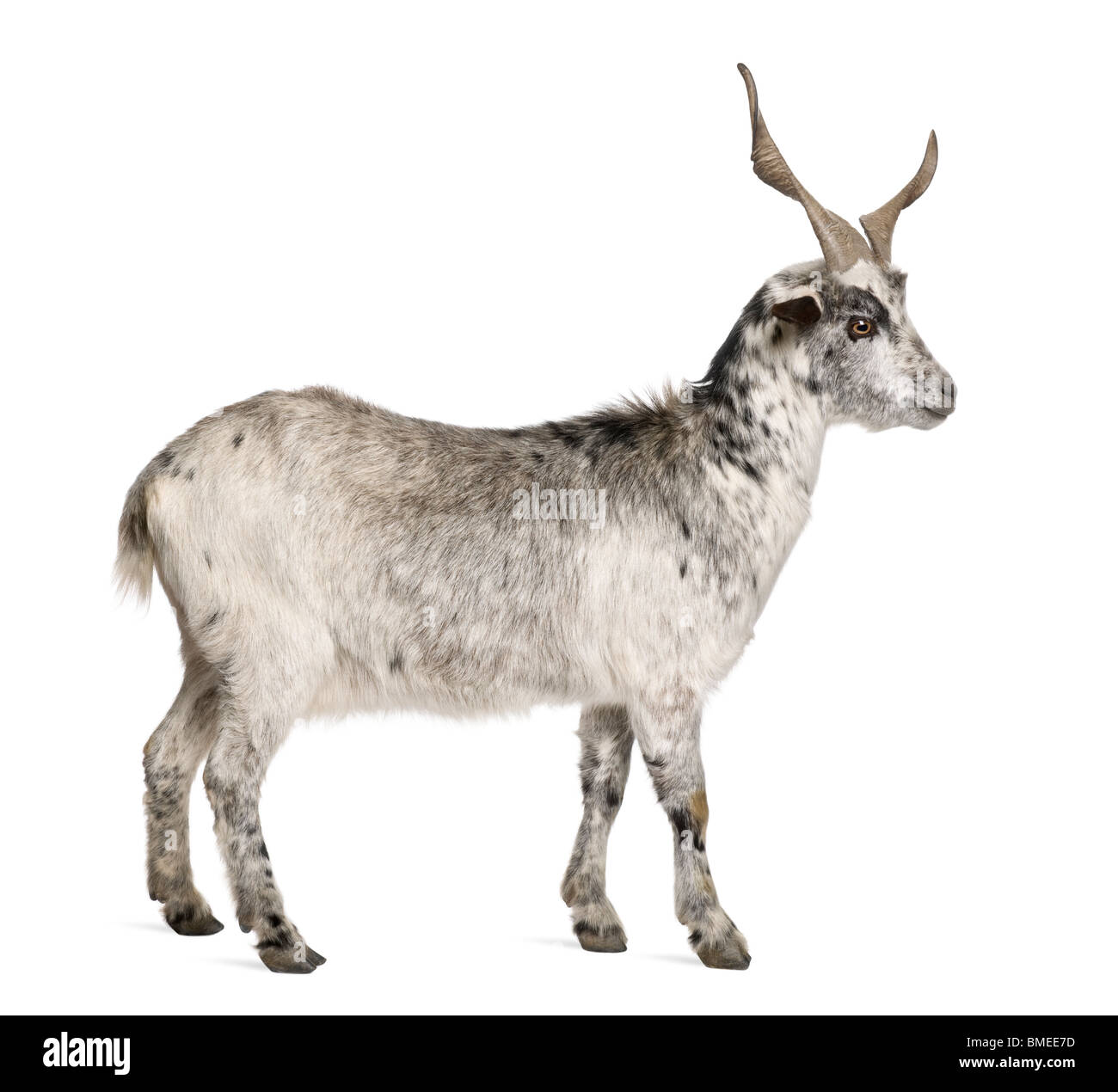 Rove goat, 5 years old, standing in front of white background Stock Photo