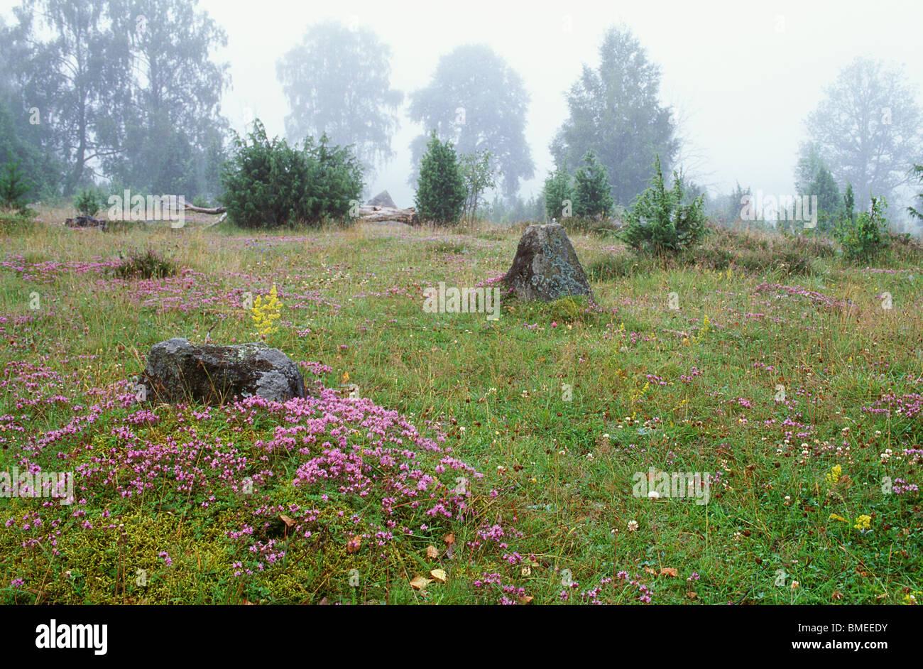 Fog landscape over flower hi-res stock photography and images - Alamy