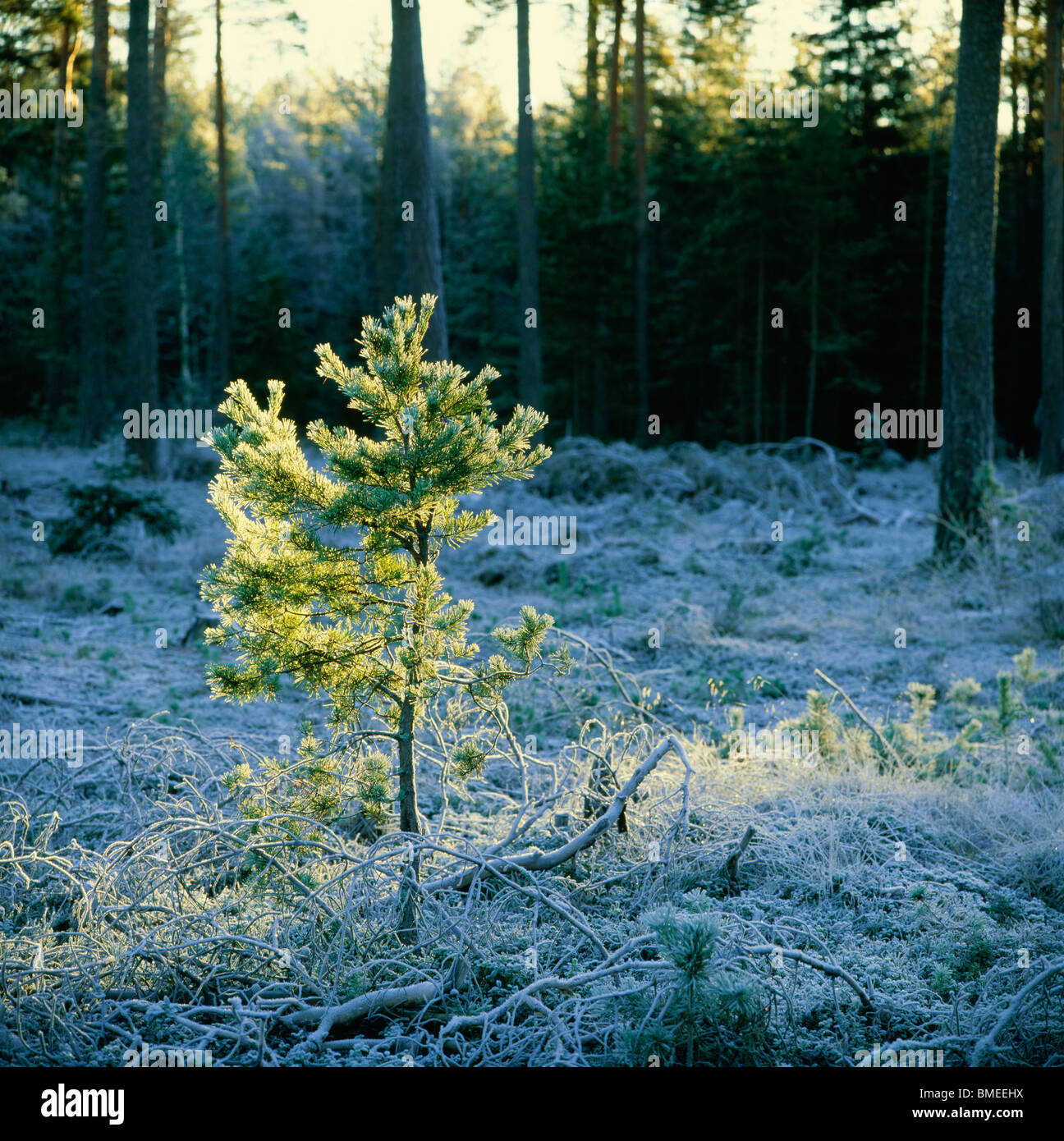 View of coniferous forest covered with snow Stock Photo - Alamy